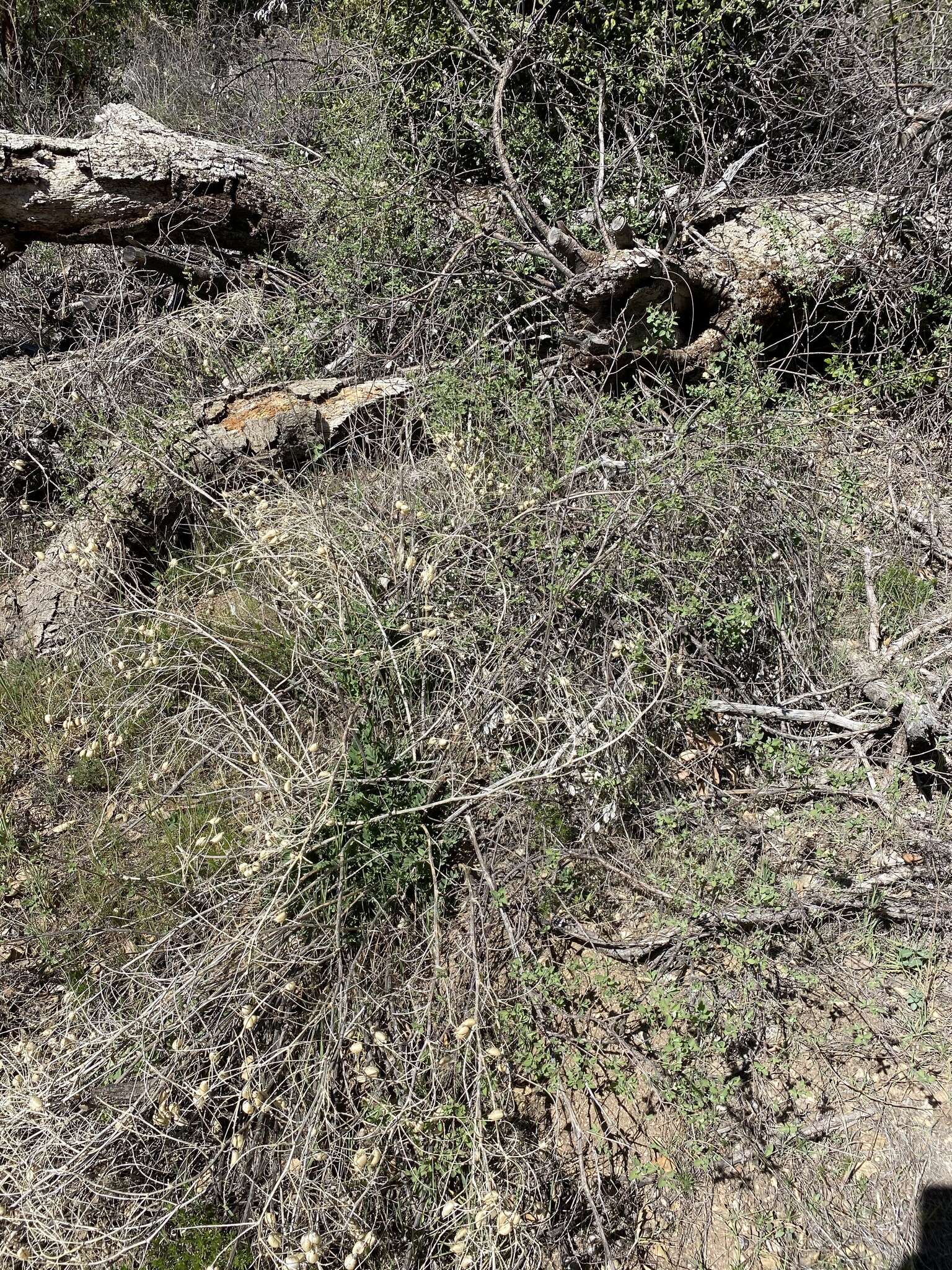 Image of Descanso milkvetch