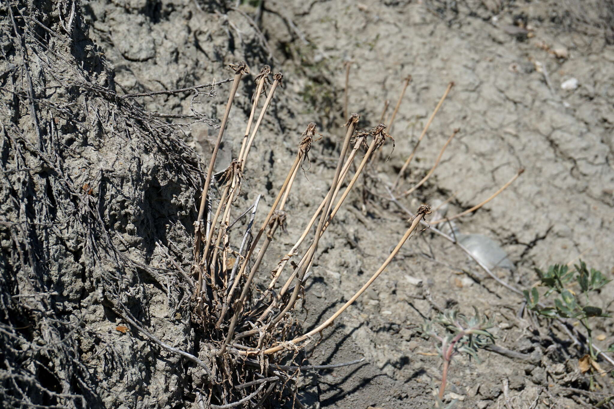 Image of Tragopogon pusillus M. Bieb.