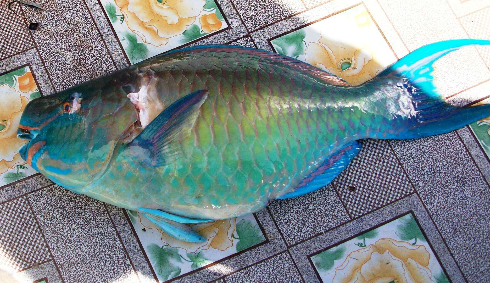 Image of Bicolor Parrotfish