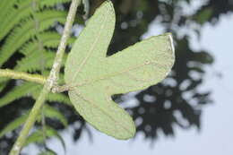 Imagem de Passiflora crispolanata Uribe