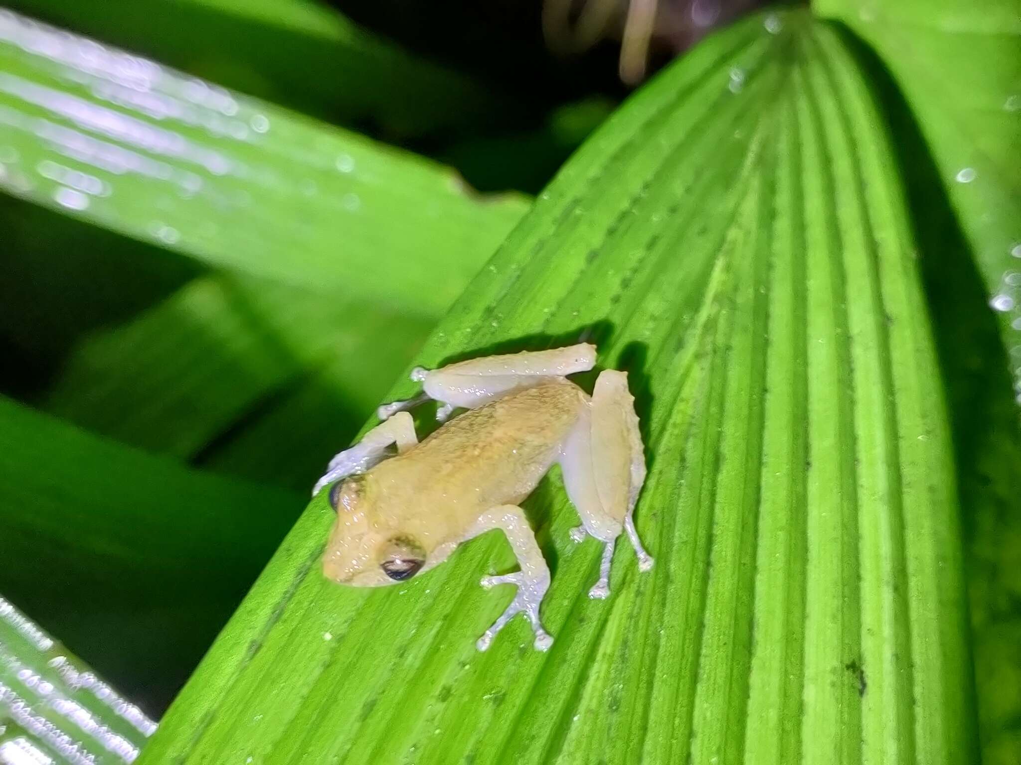 Image of Los Cedros Rainfrog