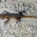 Image of Sahelian Fan-toed Gecko
