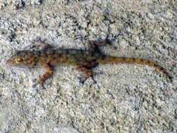 Image of Sahelian Fan-toed Gecko