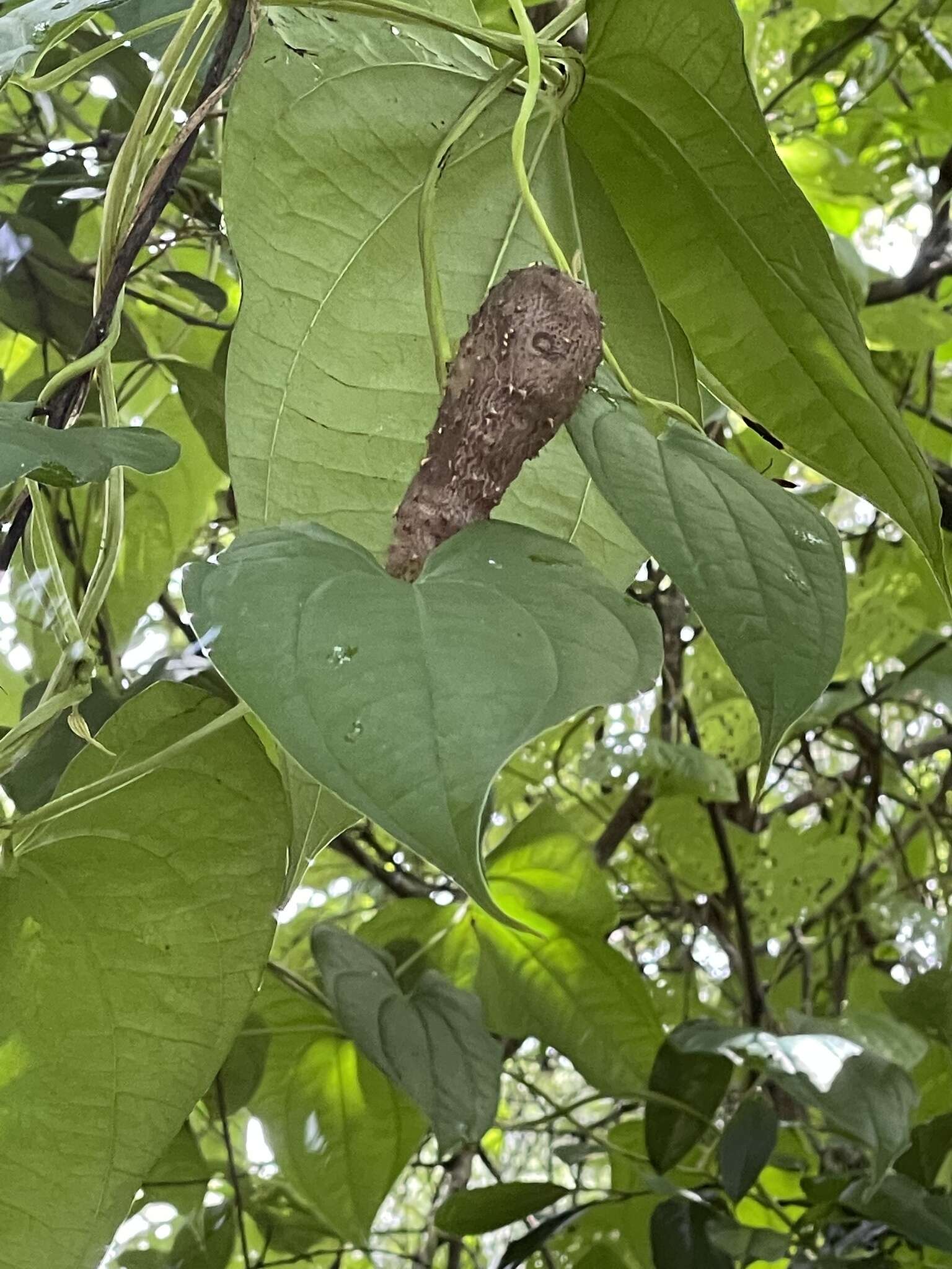 Image of water yam