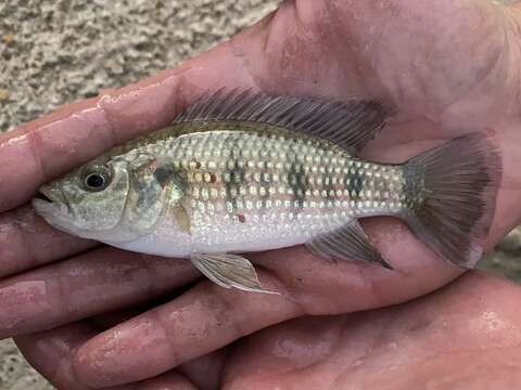 Image of Banded jewel cichlid