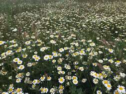 Image of corn chamomile