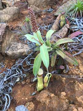 Image of Nepenthes vieillardii Hook. fil.