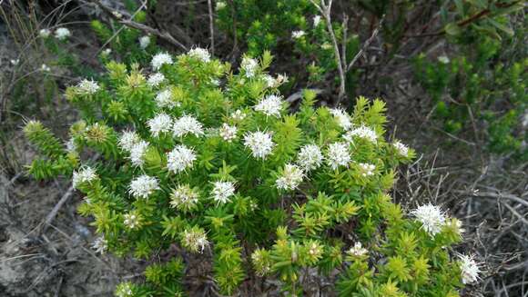 Image of Agathosma apiculata E. Mey. ex Bartl. & Wendl. fil.