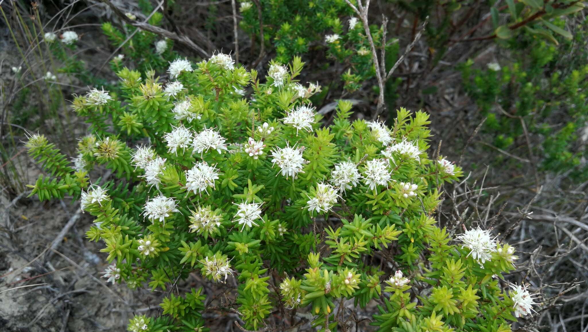 Image of Agathosma apiculata E. Mey. ex Bartl. & Wendl. fil.