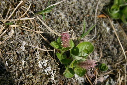 Image of arctic willow