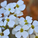 Sivun Draba ossetica (Rupr.) Sommier & Levier kuva