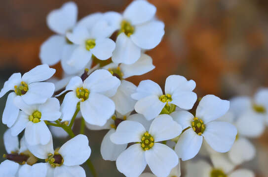 Image of Draba ossetica (Rupr.) Sommier & Levier