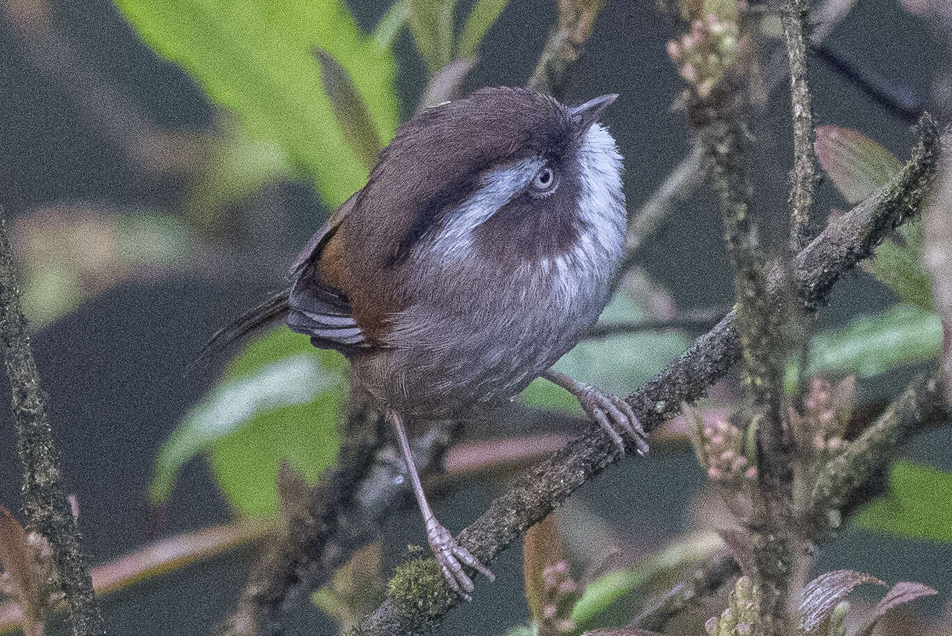 Image of White-browed Fulvetta