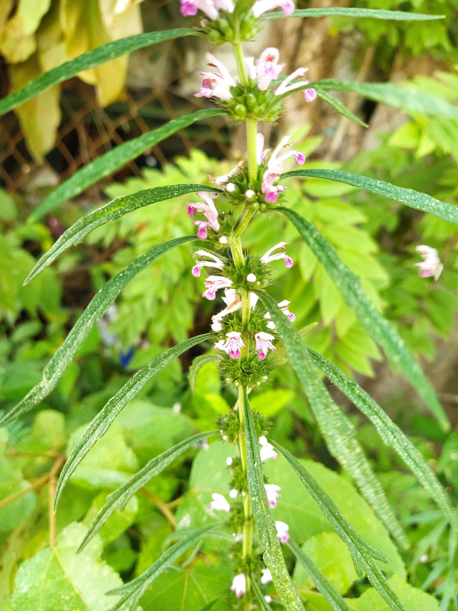 Image of honeyweed