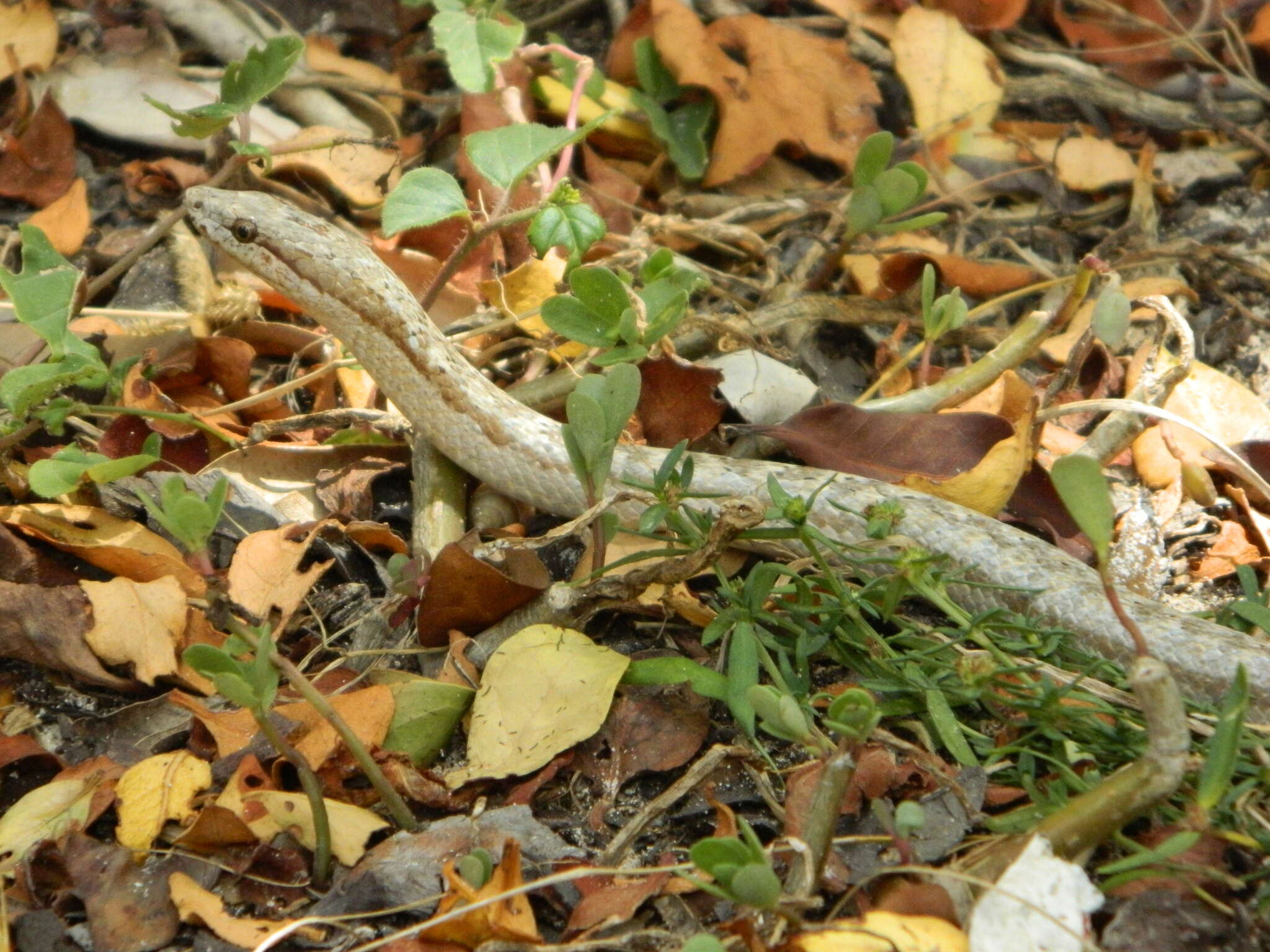 Image of Antiguan Racer