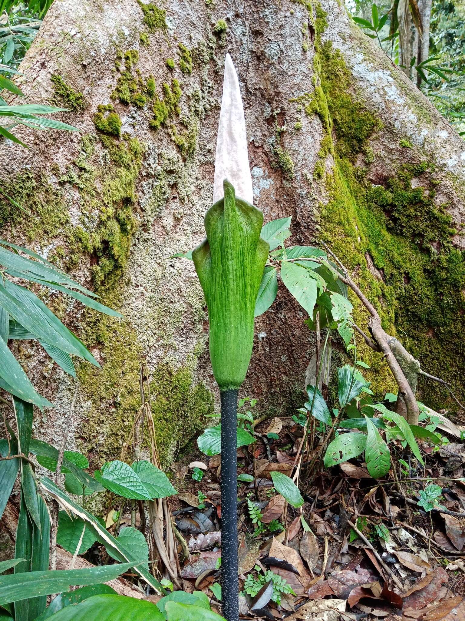 Image of Amorphophallus hewittii Alderw.