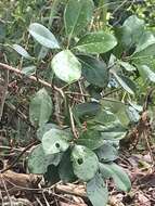 Image of Purple Strawberry Guava