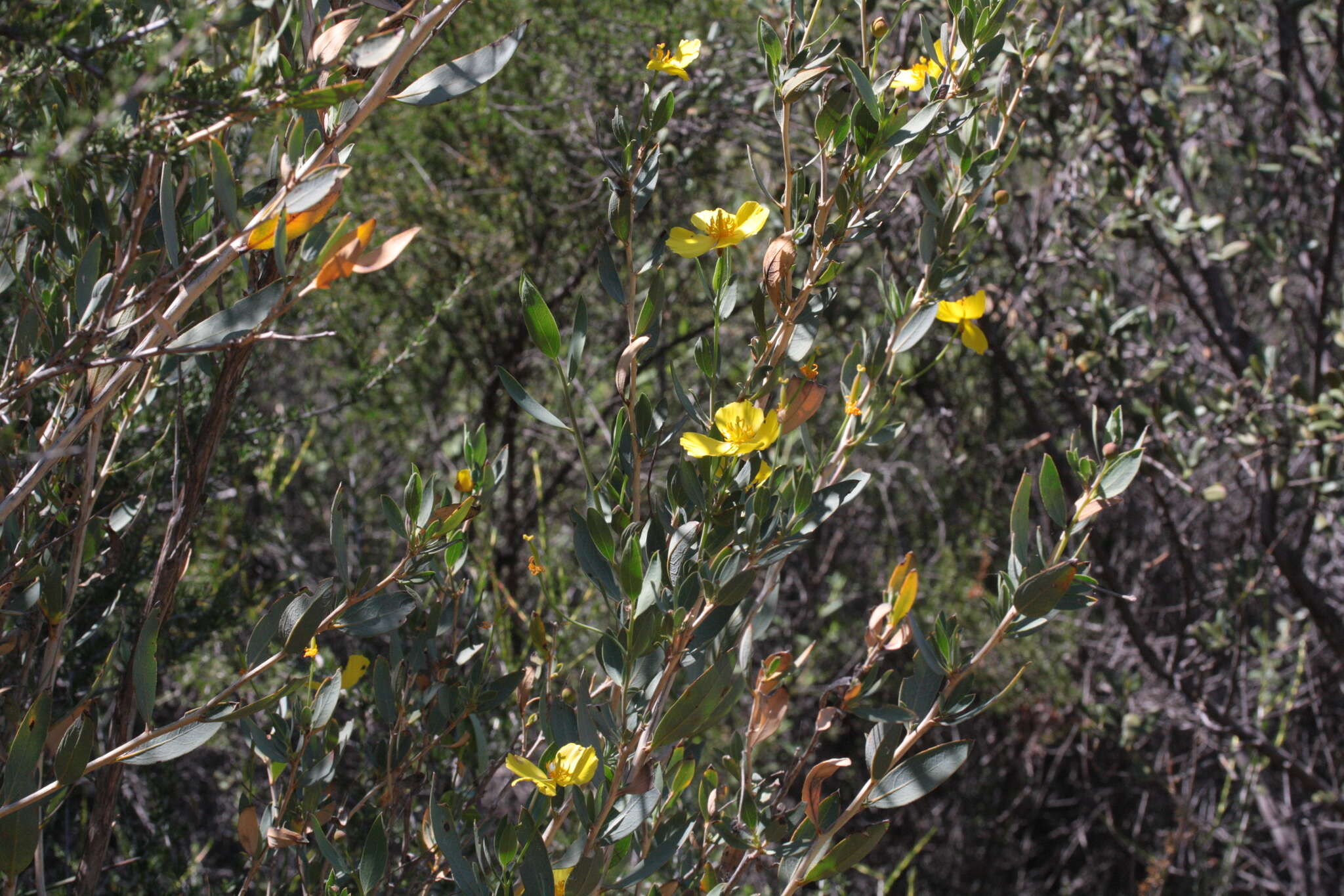 Image of tree poppy