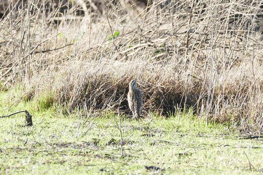 Image of Meadowlark