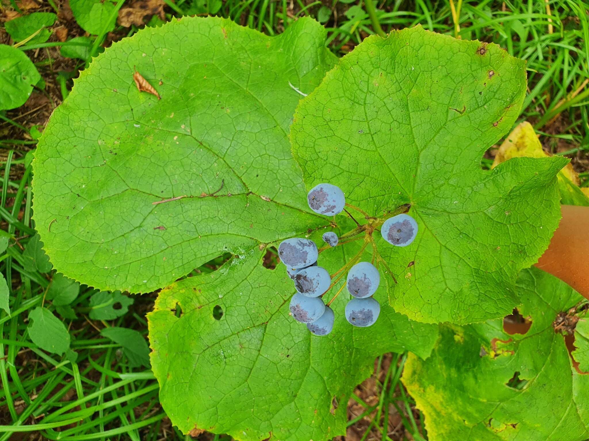 Image of Diphylleia grayi F. Schmidt