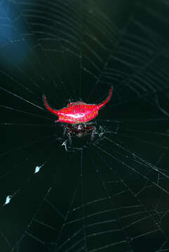 Image of Gasteracantha falcicornis Butler 1873