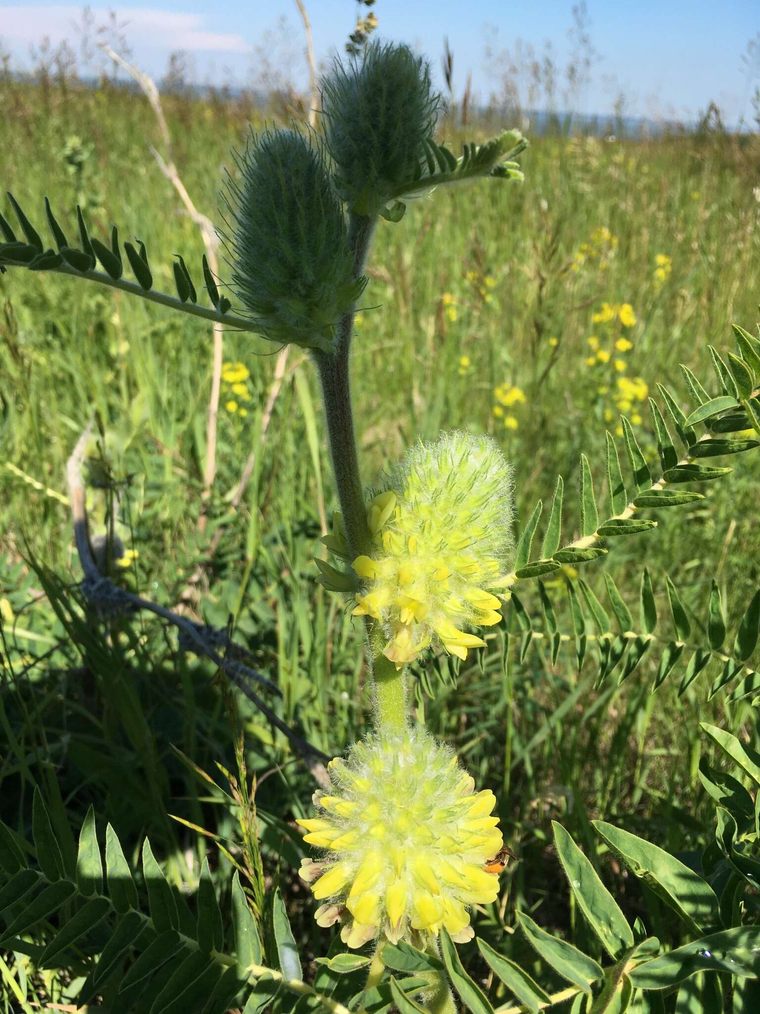 Imagem de Astragalus alopecurus Pall. ex DC.