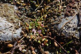 Imagem de Glossostigma elatinoides (Benth.) Benth. ex Hook. fil.