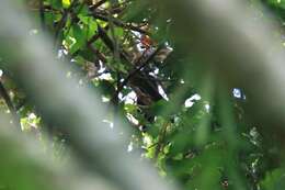 Image of Crested Jay