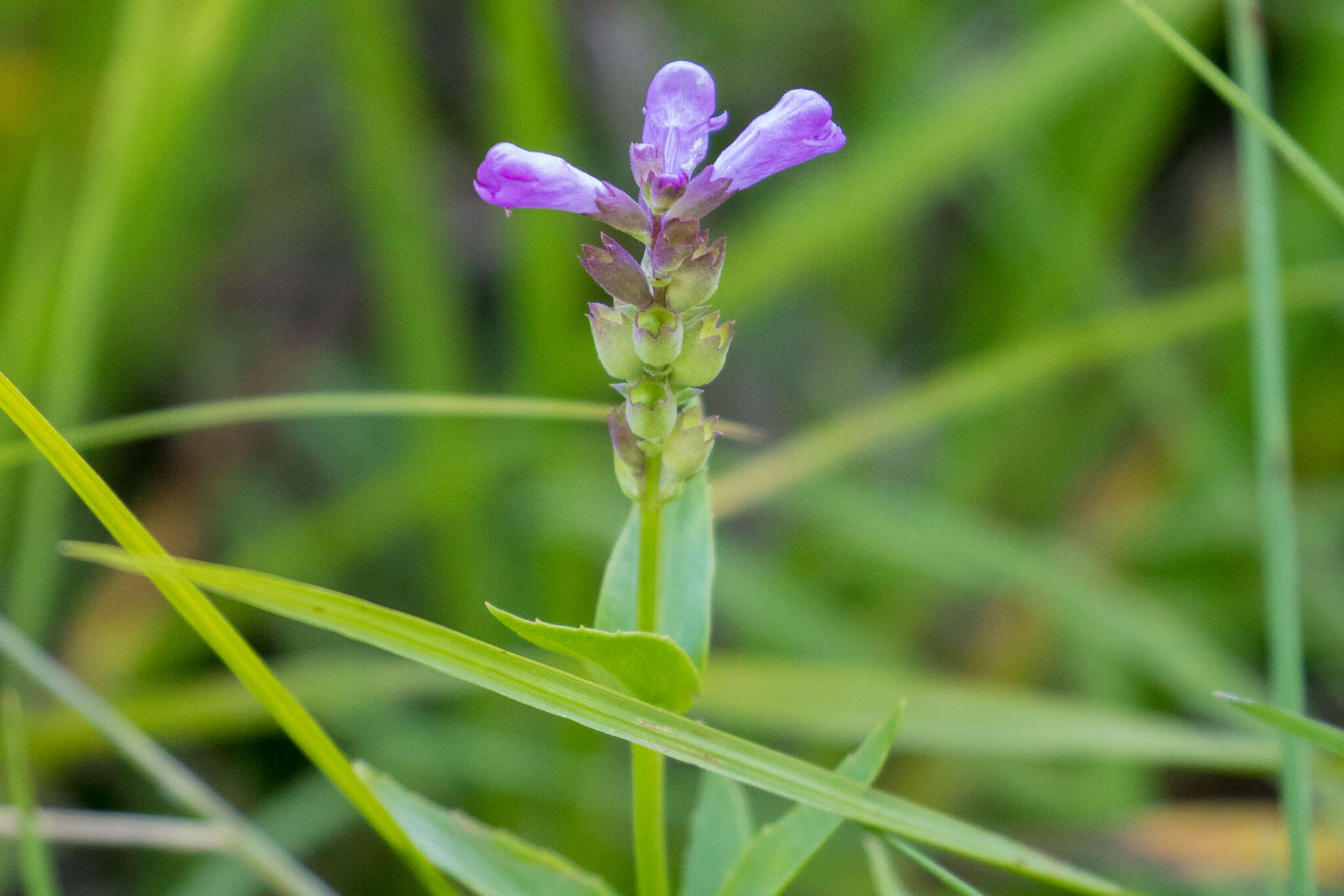 Image of Western False Dragonhead