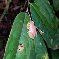 Image of Pristimantis omeviridis Ortega-Andrade, Rojas-Soto, Valencia, Espinosa de los Monteros, Morrone, Ron & Cannatella 2015