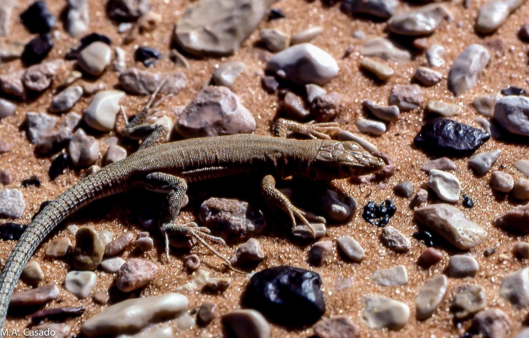 Image of Small-spotted lizard