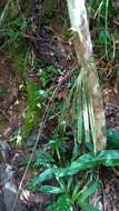 Image of Aeranthes peyrotii Bosser