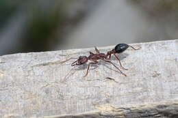 Image of Myrmecia forficata (Fabricius 1787)