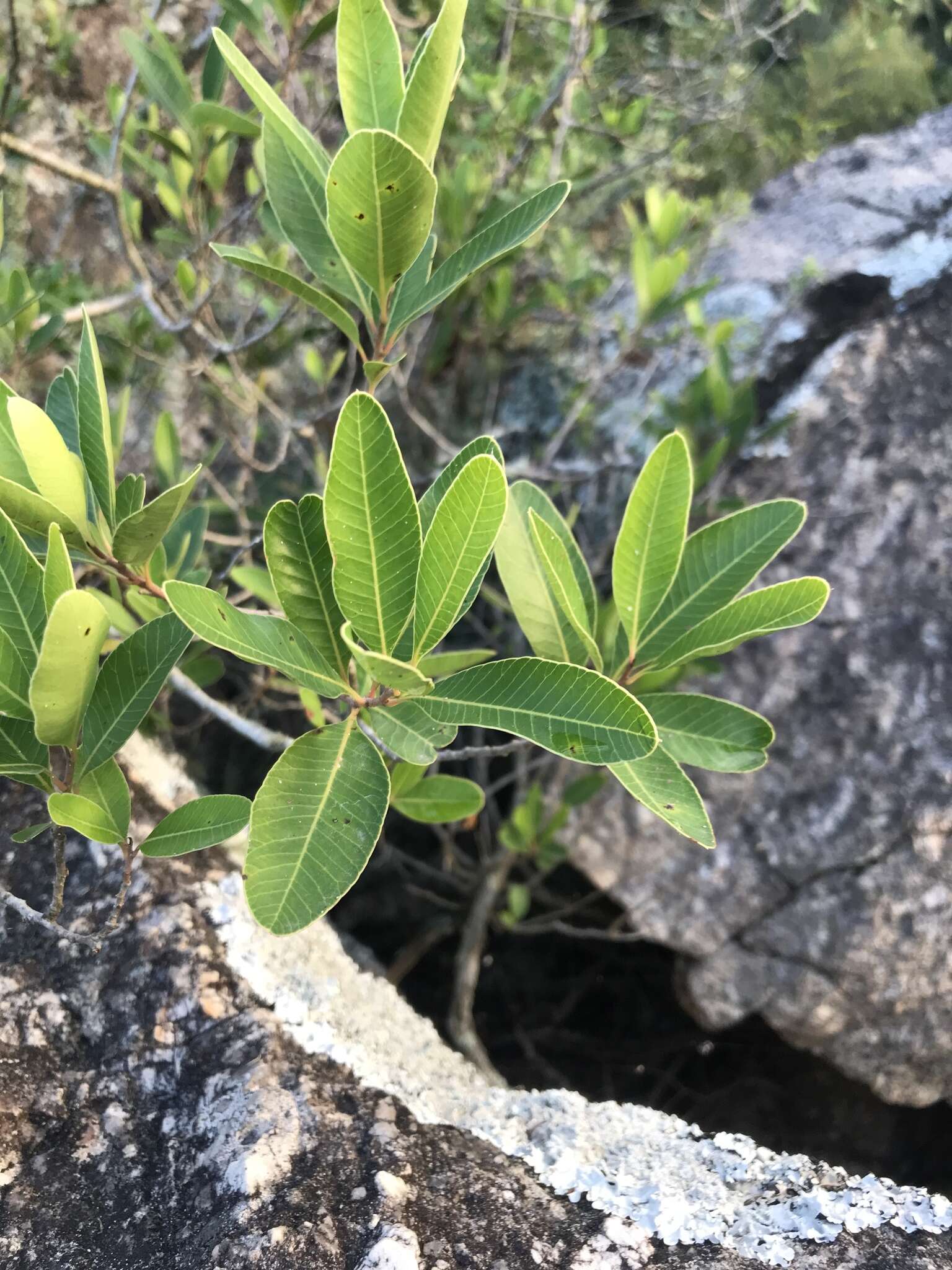 Image de Lithraea brasiliensis March.