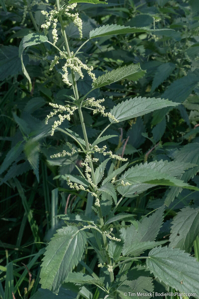 Image of stinging nettle