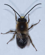 Image of Eucera frater (Cresson 1879)