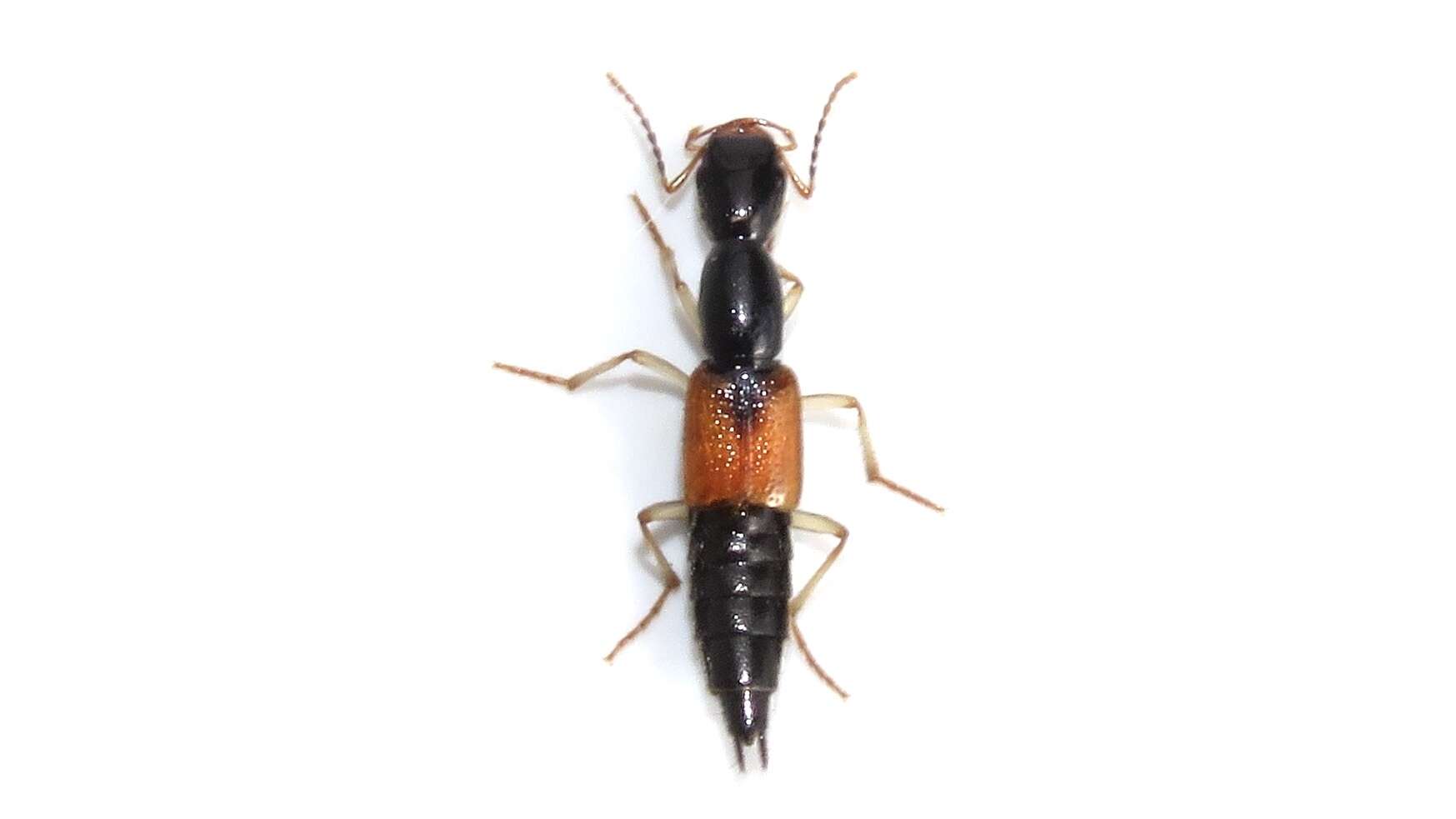 Homaeotarsus cribratus (Le Conte & J. L. 1863) resmi