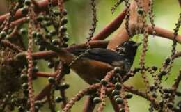 Image of Spangle-cheeked Tanager