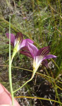 Image of Romulea fibrosa M. P. de Vos