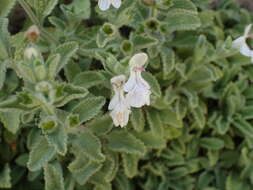 Слика од Stachys swainsonii Benth.