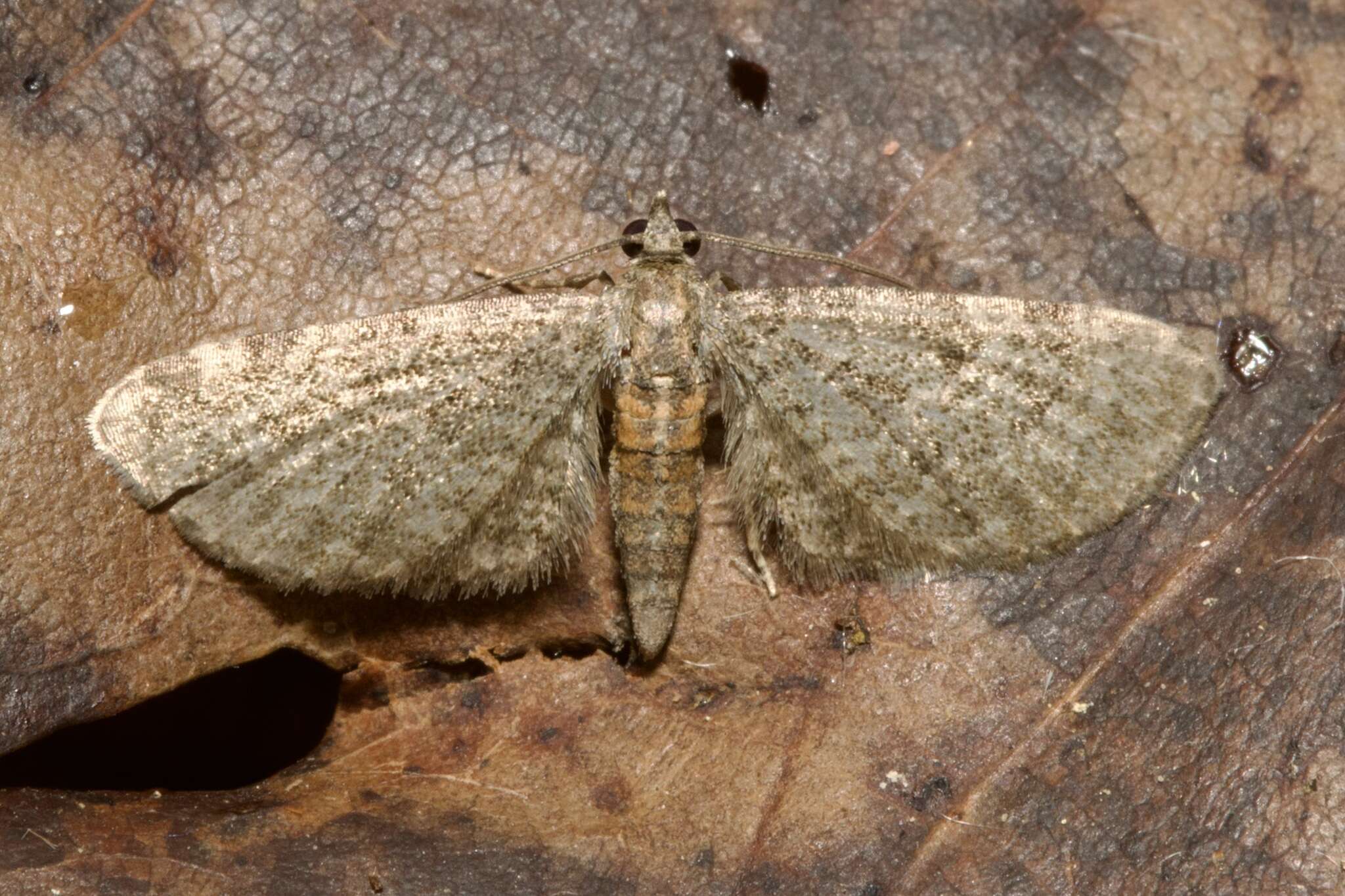 Imagem de Eupithecia haworthiata Doubleday 1856