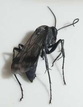 صورة Agenioideus humilis (Cresson 1867)