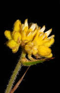 Image of Conostylis aculeata R. Br.