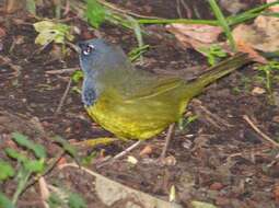 Image of MacGillivray's Warbler