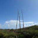 Image of Agave vicina Trel.