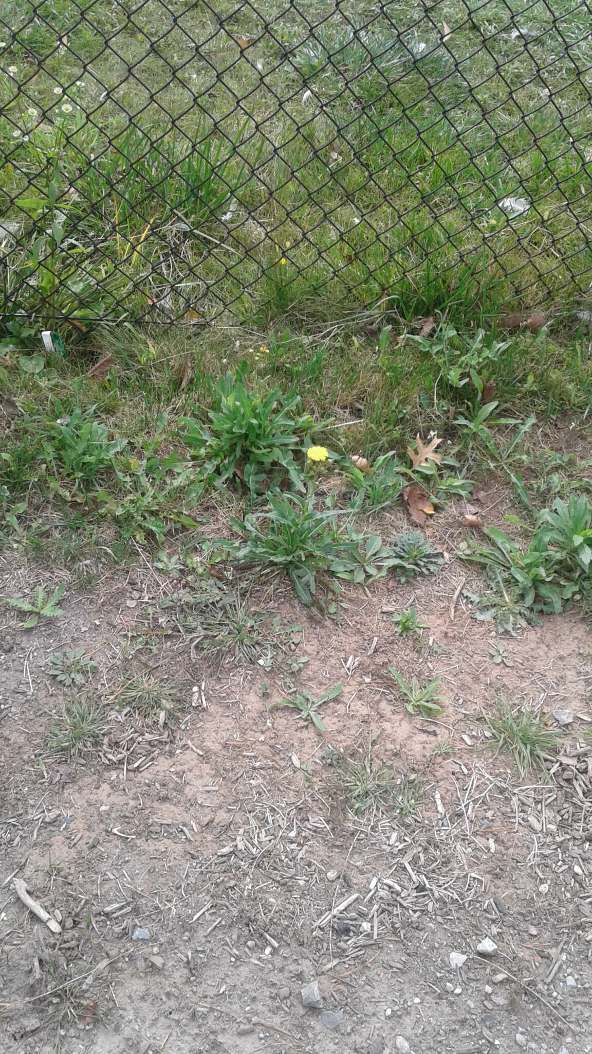 Plancia ëd Sonchus arvensis L.