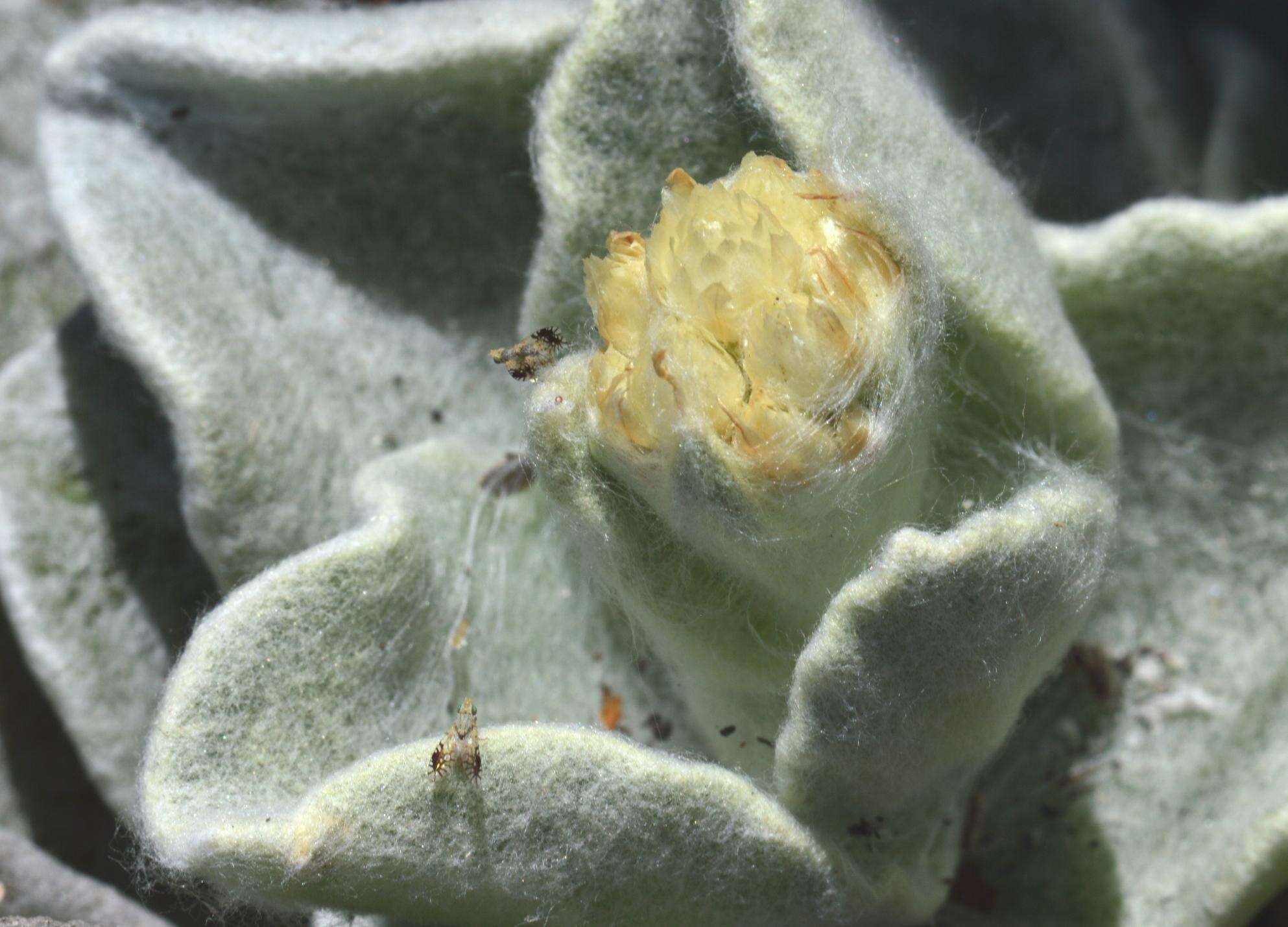 Слика од Helichrysum grandiflorum (L.) D. Don