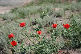 Image of blackspot hornpoppy