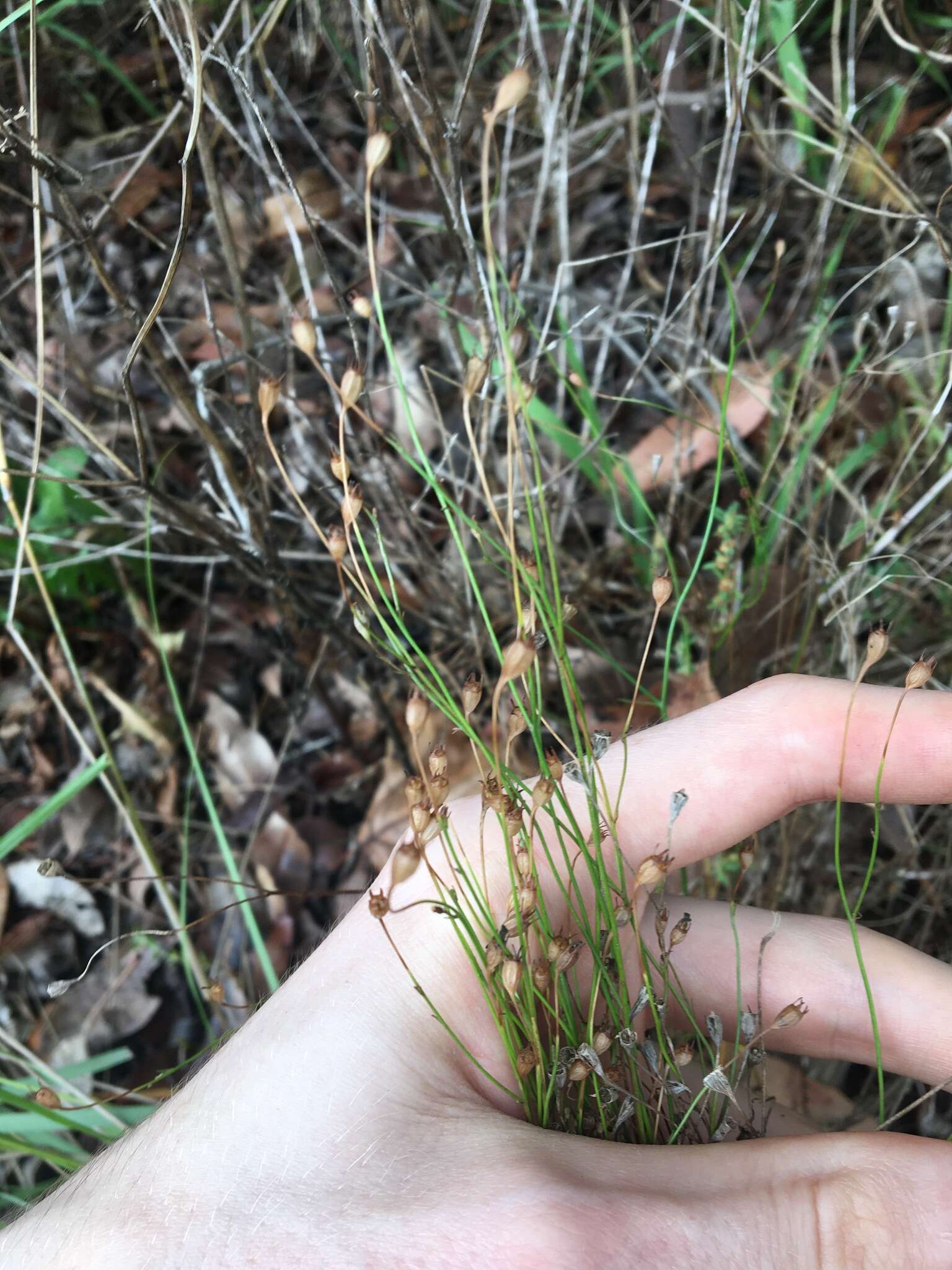 Imagem de Wahlenbergia gracilis (G. Forst.) A. DC.