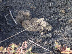 Image of Vipera aspis hugyi Schinz 1833